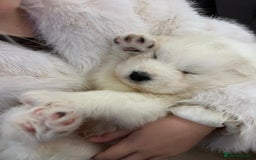 Samoyed dogs for sale: Samoyed puppies - gorgeous white bundle of joy! - Advert 5