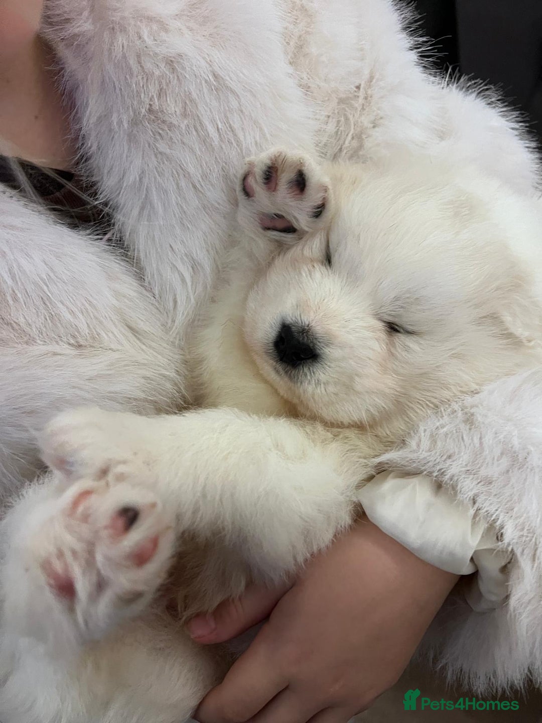 Samoyed dogs for sale: Samoyed puppies - gorgeous white bundle of joy! - Advert 5