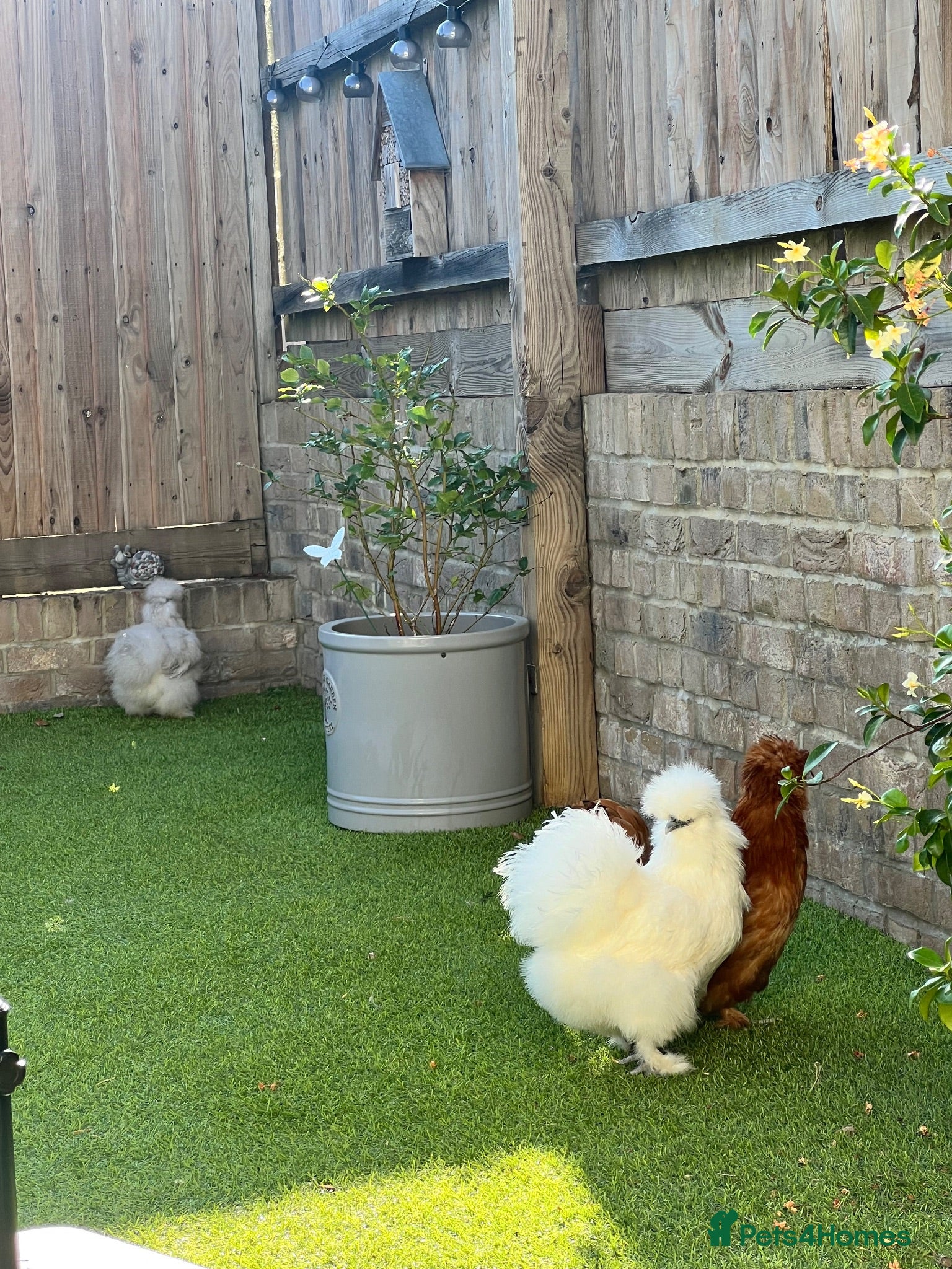 Chickens poultry Silkie chickens - Advert 1