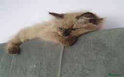 Ragdoll cats for sale: Reduced RARE Brown/mink Green-eyed Ragdoll kittens - Image 7