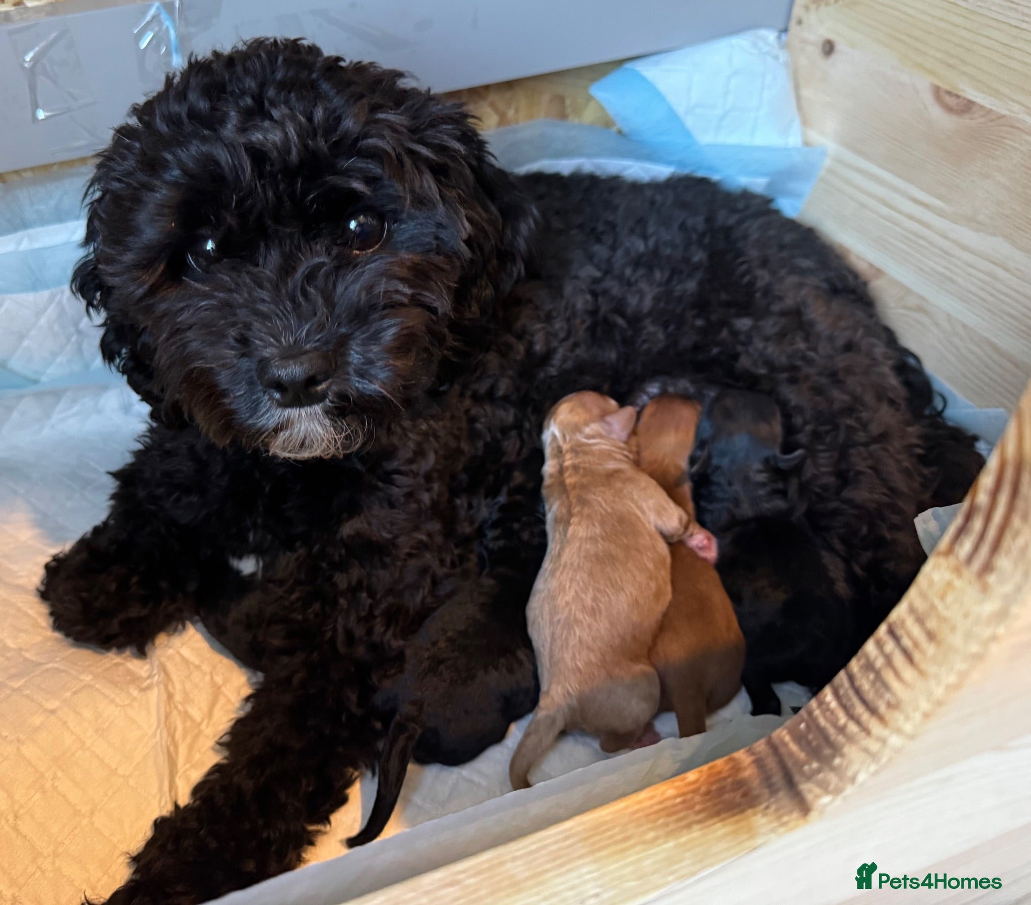 Cavapoo dogs Cavapoo F1b Stunning Puppies (Male) - Advert 10