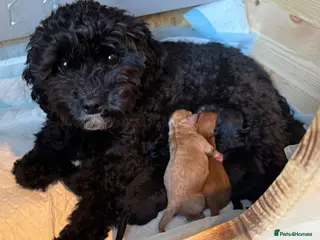 Cavapoo dogs Cavapoo F1b Stunning Puppies (Male) - Advert 9