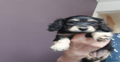 Miniature Dachshund dogs - Advert 13