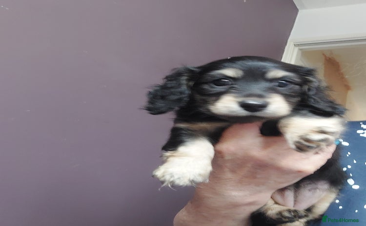 Miniature Dachshund dogs - Advert 10