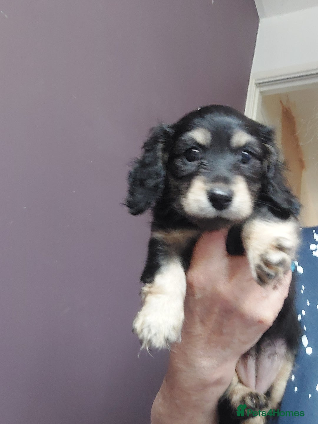 Miniature Dachshund dogs for sale: READY NOW BLACK & CREAM KC REG MINI L HAIRED DAXIS - Image 16