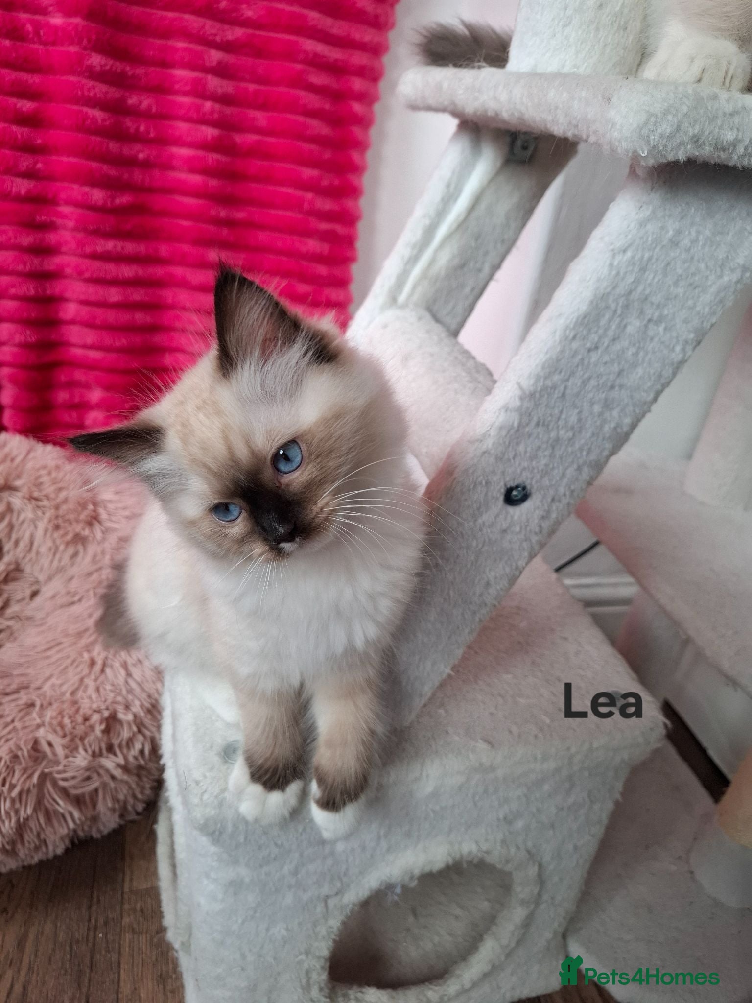 Ragdoll cats Purebread Ragdoll Kittens - TICA YORKSHIRE - Advert 2