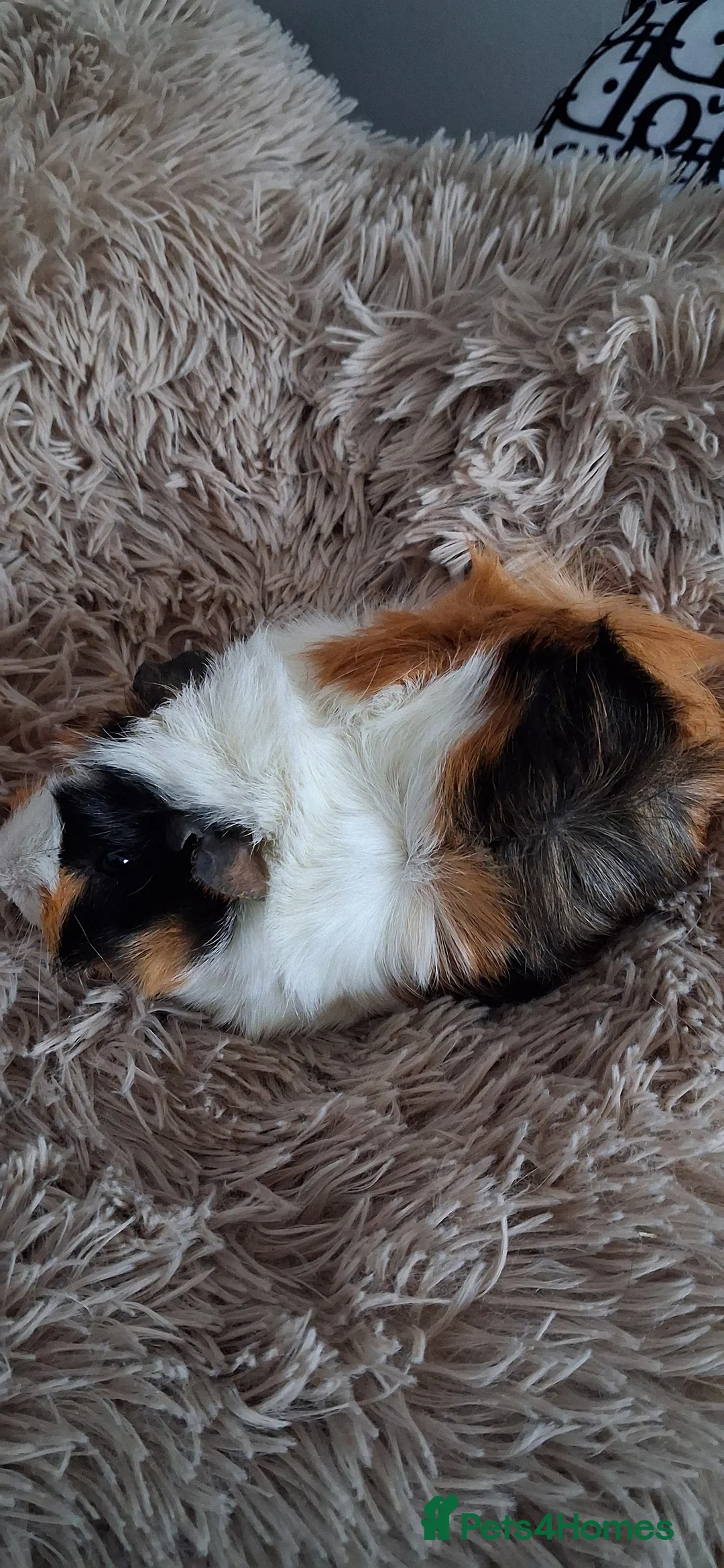 Guinea Pig rodents for sale: Baby boy guinea pigs - Advert 10
