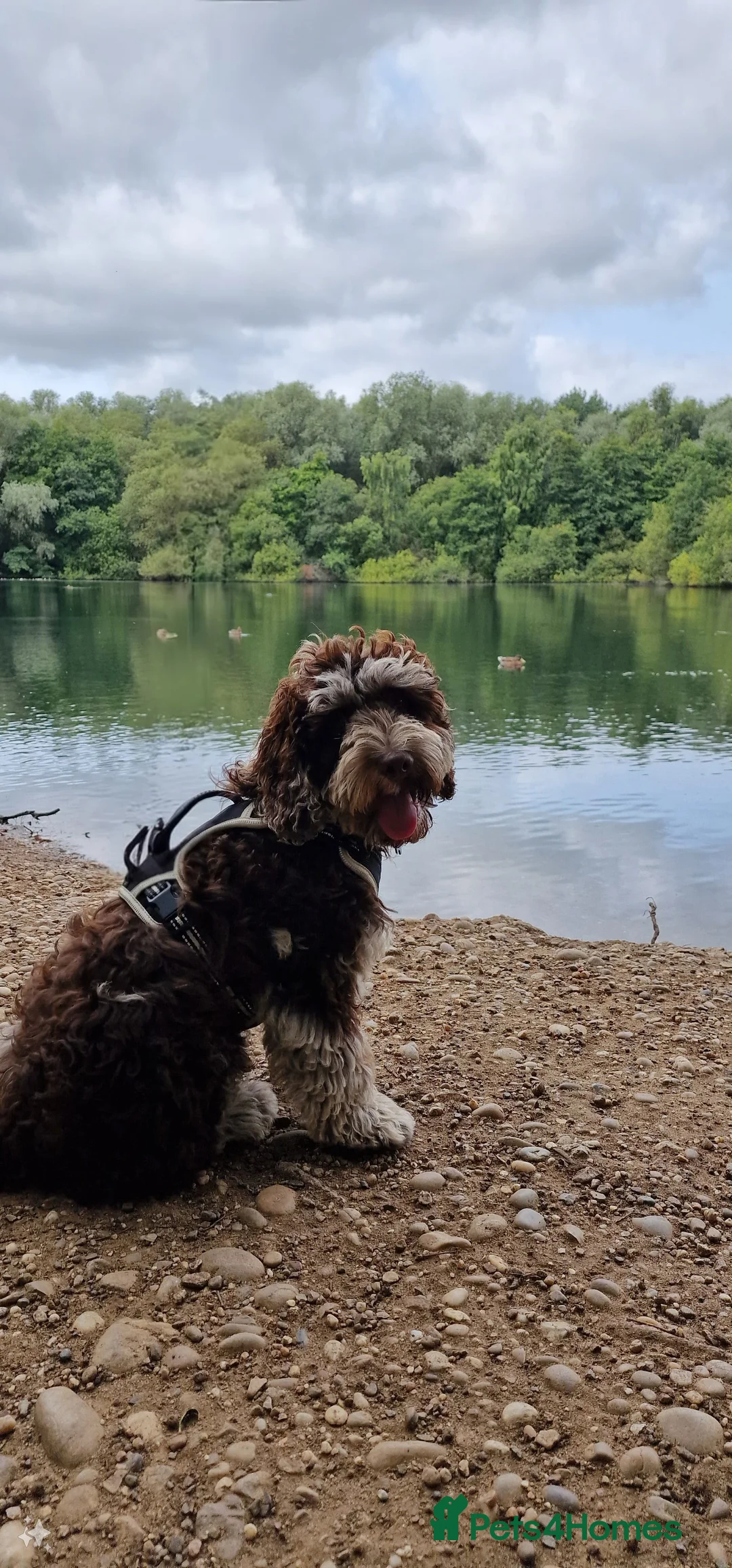 Miniature Poodle dogs for stud: Chocolate Merle Miniature Poodle for stud in Warrington - Advert 28