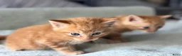 Mixed Breed cats for sale: 4 beautiful kittens  - Advert 5