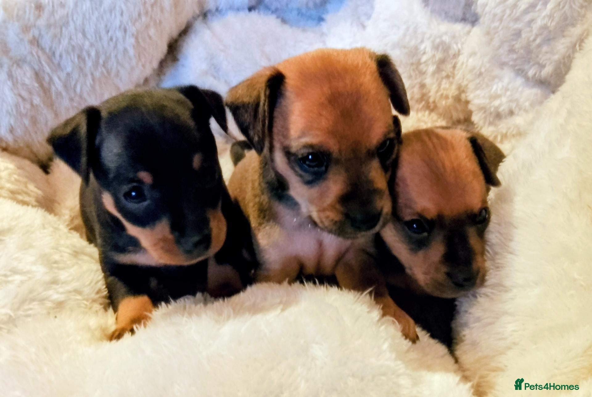 Mixed Breed dogs Minski-Pinski Puppies – Min Pin × Russian Toy - Advert 18
