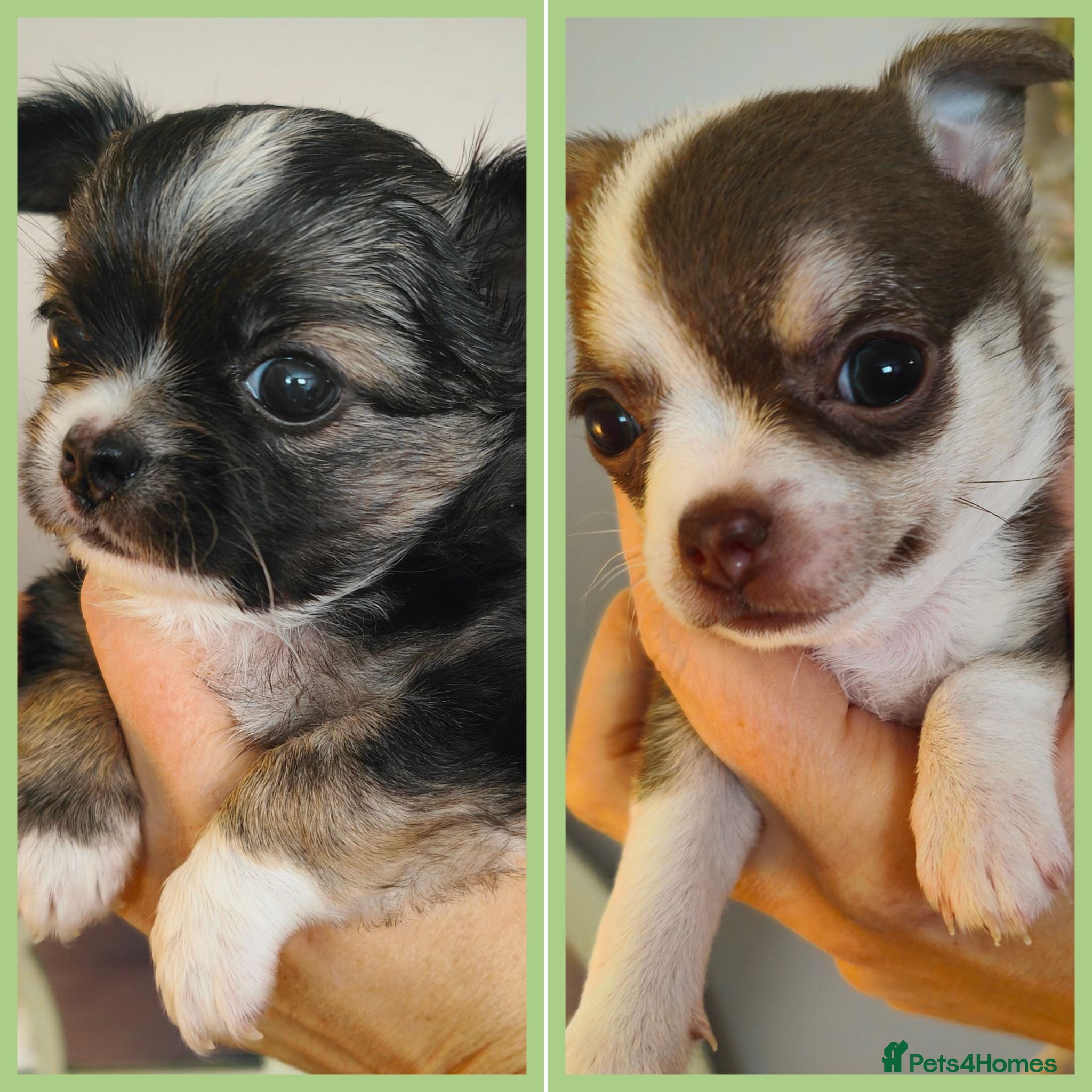Chihuahua dogs 🌻Cute purebred chihuahua puppies🌻 - Advert 3