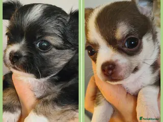 Chihuahua dogs 🌻Cute purebred chihuahua puppies🌻 - Advert 3