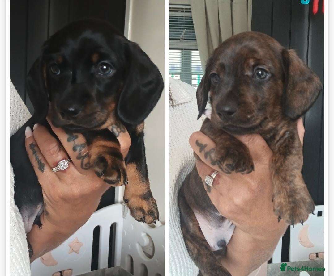 Miniature Dachshund dogs MINI DACHSHUND PUPS. PRA CLEAR.  - Advert 20