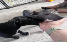 Mexican Hairless dogs for sale: Female coated Mexican hairless dog - Image 2