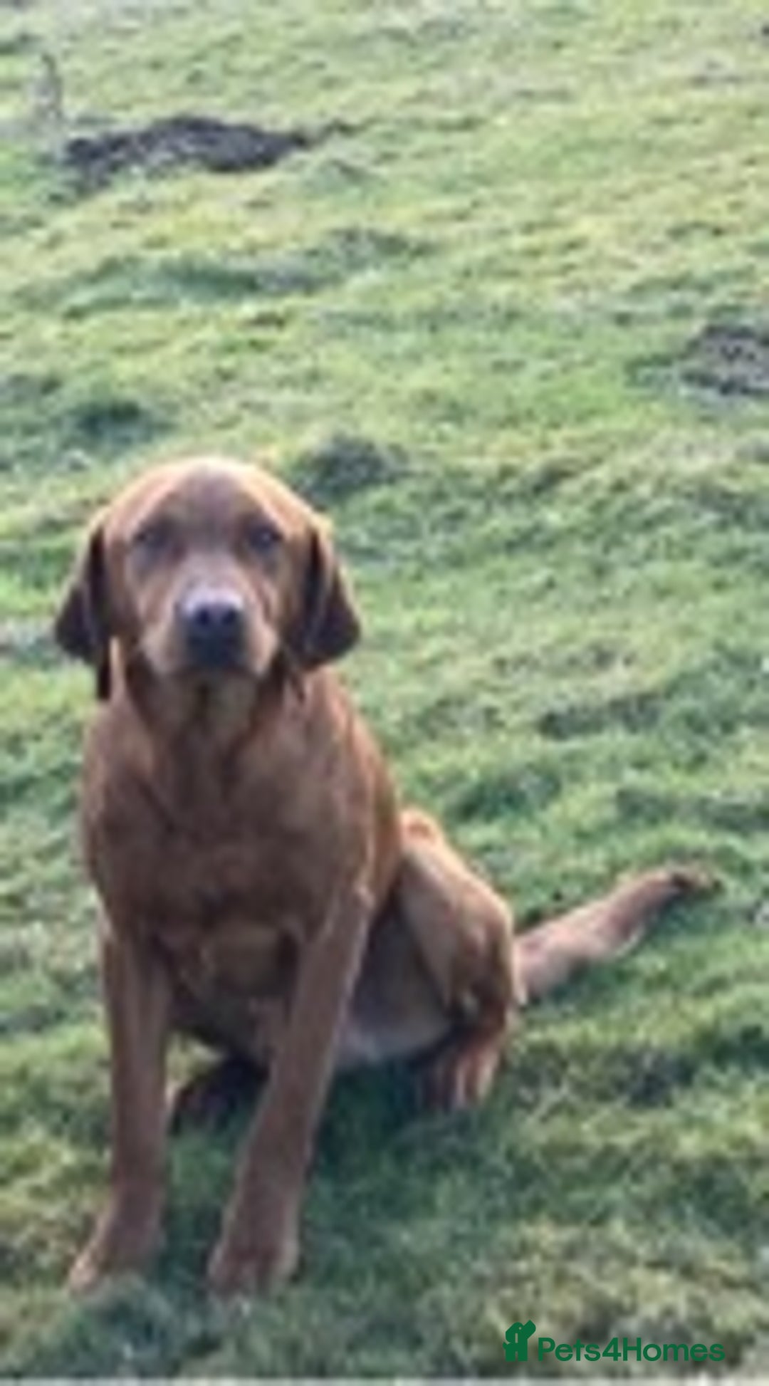 Labrador Retriever dogs for stud: Fox Red Labrador for Stud in Leeds - Advert 3