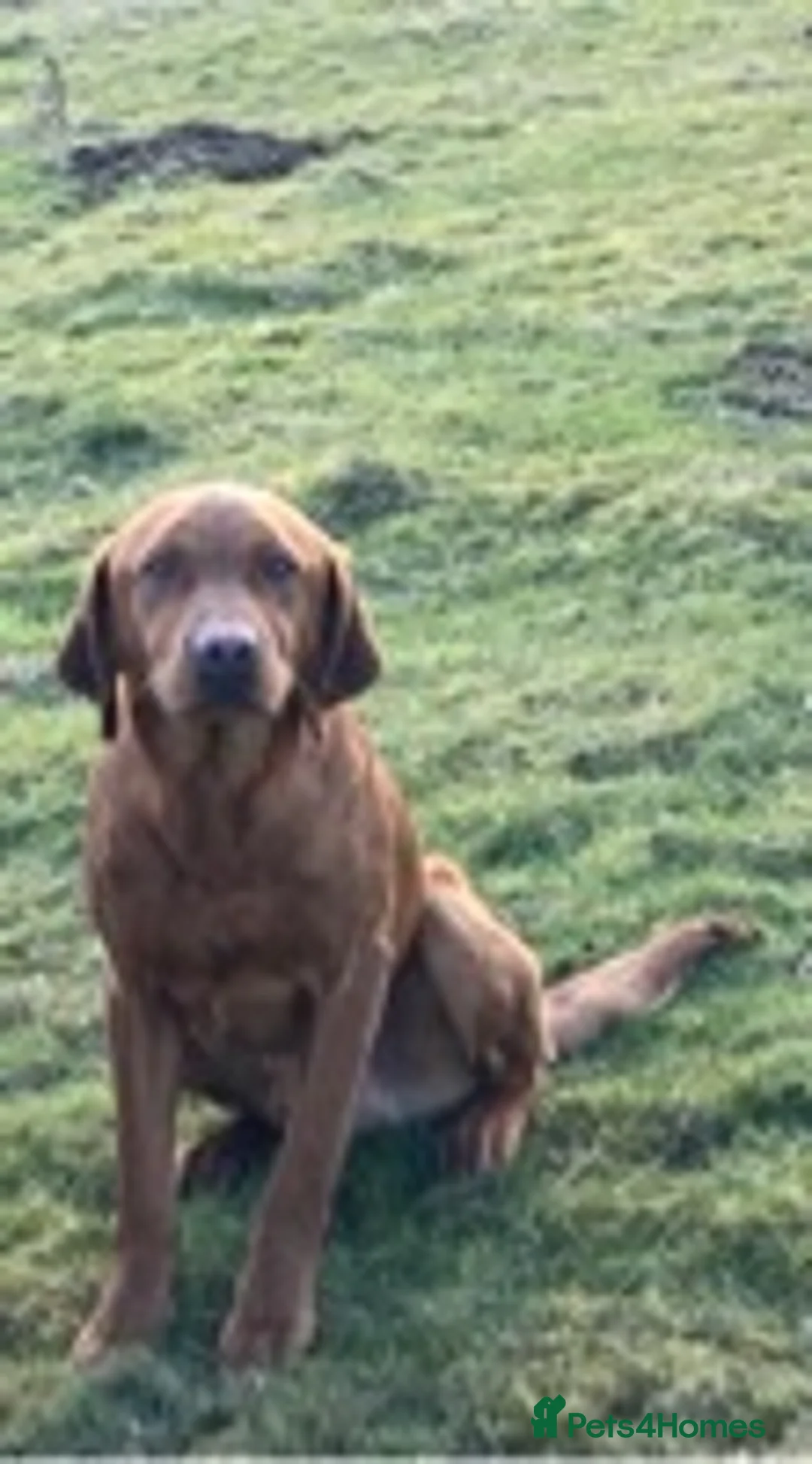 Labrador Retriever dogs for stud: Fox Red Labrador for Stud in Leeds - Advert 3