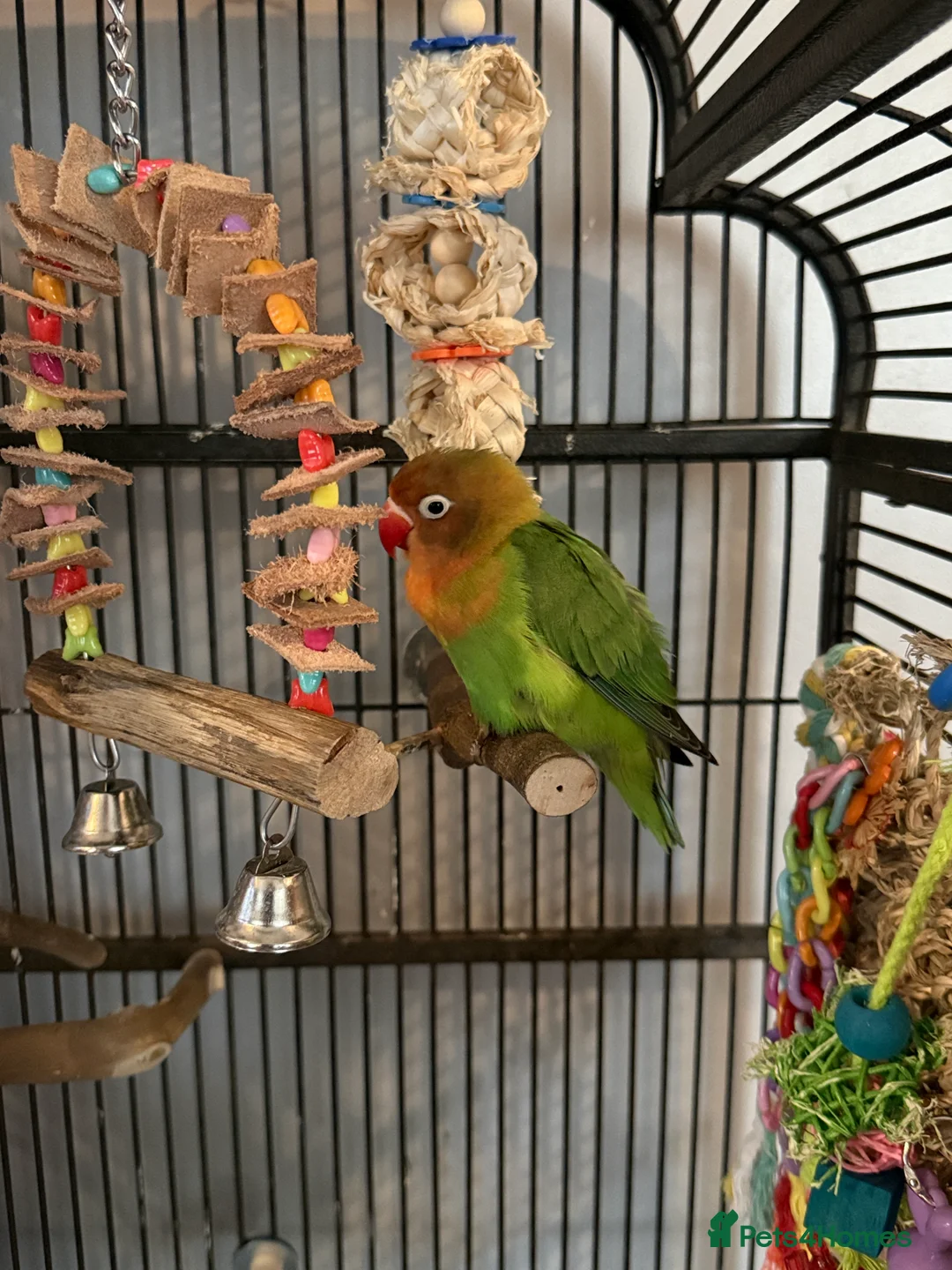 Lovebirds birds for sale: 2 lovebirds for sale  - Advert 5