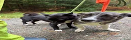 Mixed Breed dogs for adoption: Olivia - Norwich Norfolk  - Advert 16