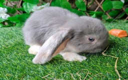 French Lop rabbits for sale: PURE Giant French Lops - Vaccinated - RESERVE - Image 2