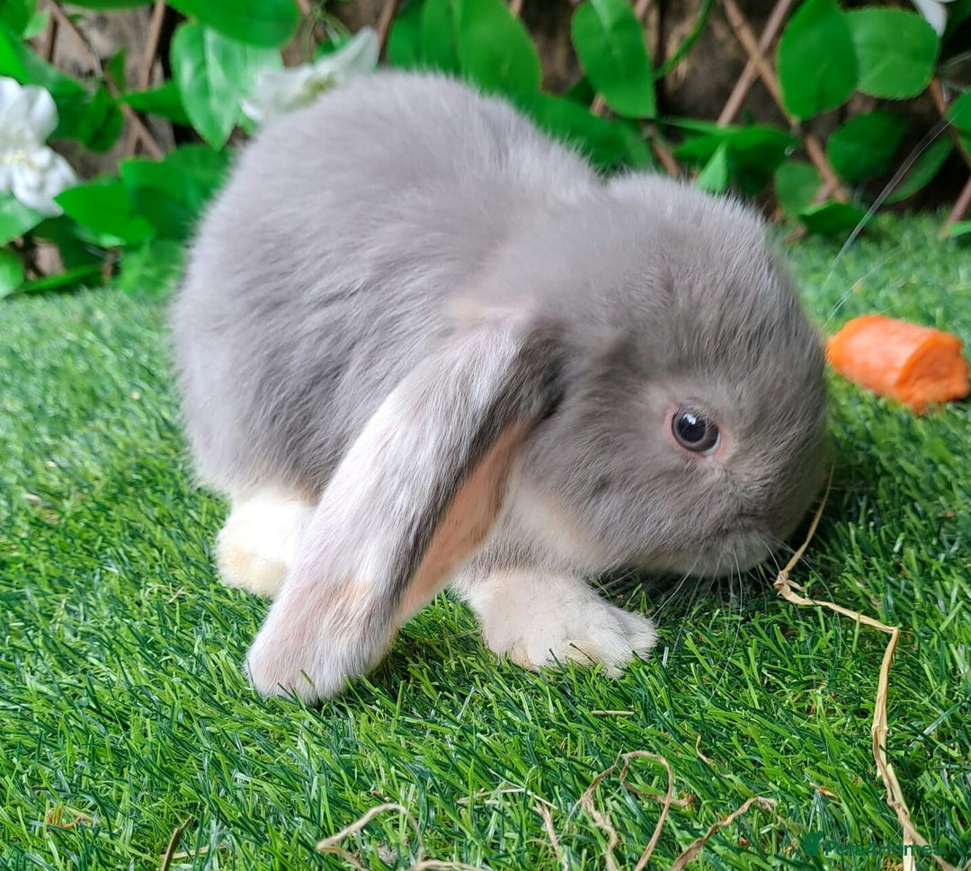 French Lop rabbits for sale: PURE Giant French Lops - Vaccinated - RESERVE - Image 2