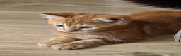 Mixed Breed cats for sale: 3 male ginger kittens ready for rehoming in Kidderminster - Advert 7