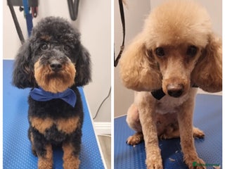 Toy Poodle dogs in Doncaster - Advert 2