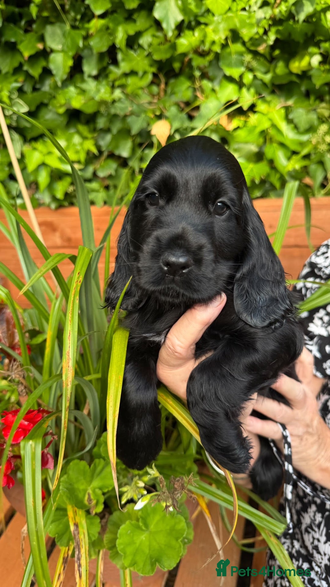 Cocker Spaniel dogs Beautiful pedigree English show cocker puppies 🐾 - Advert 1