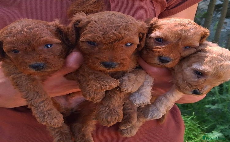 Toy Poodle dogs - Advert 5