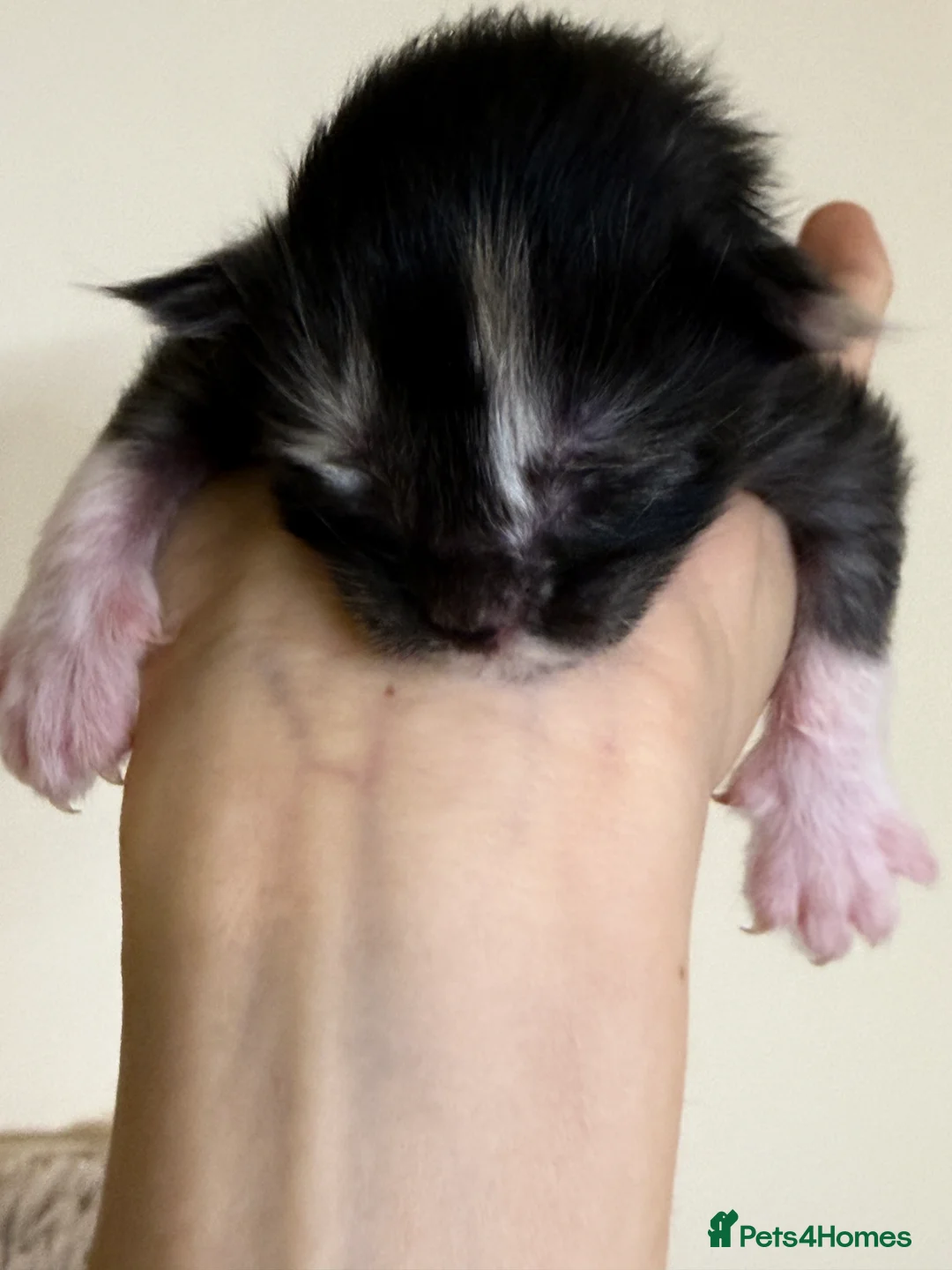 Maine Coon cats for sale: Purebred Adorable Maine Coon Kittens Available - Advert 21