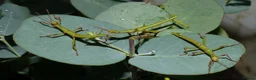 Stick Insects invertebrates for sale: STICK INSECTS   Green Bean, Sabah, Sunny, Choclog - Advert 7
