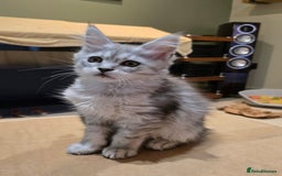 Maine Coon cats for sale: 1 GCCF Registered Female  - Image 5