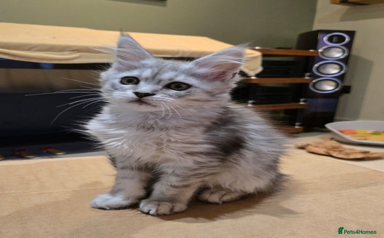 Maine Coon cats - Advert 15