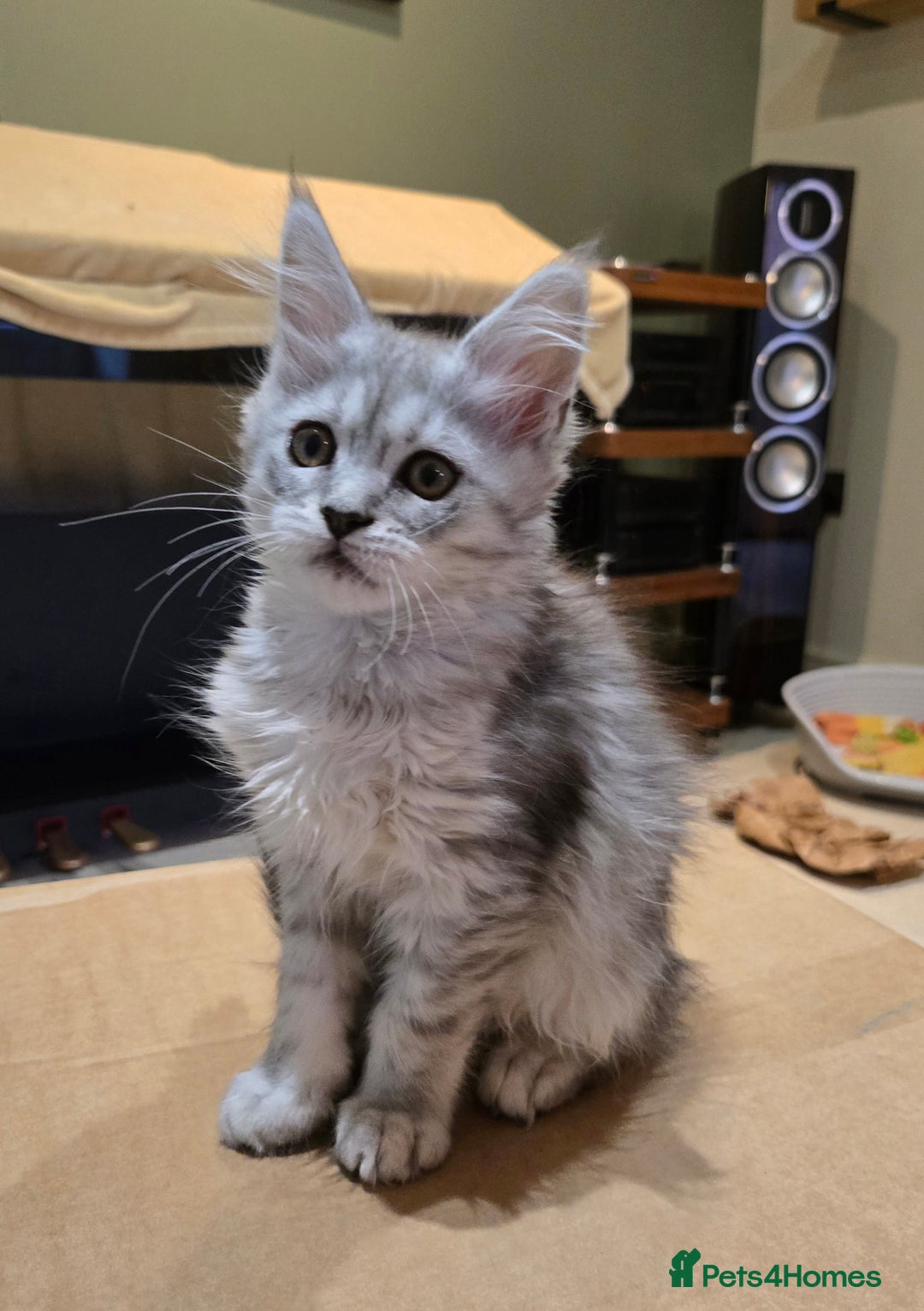 Maine Coon cats for sale: 1 GCCF Registered Female  - Image 5