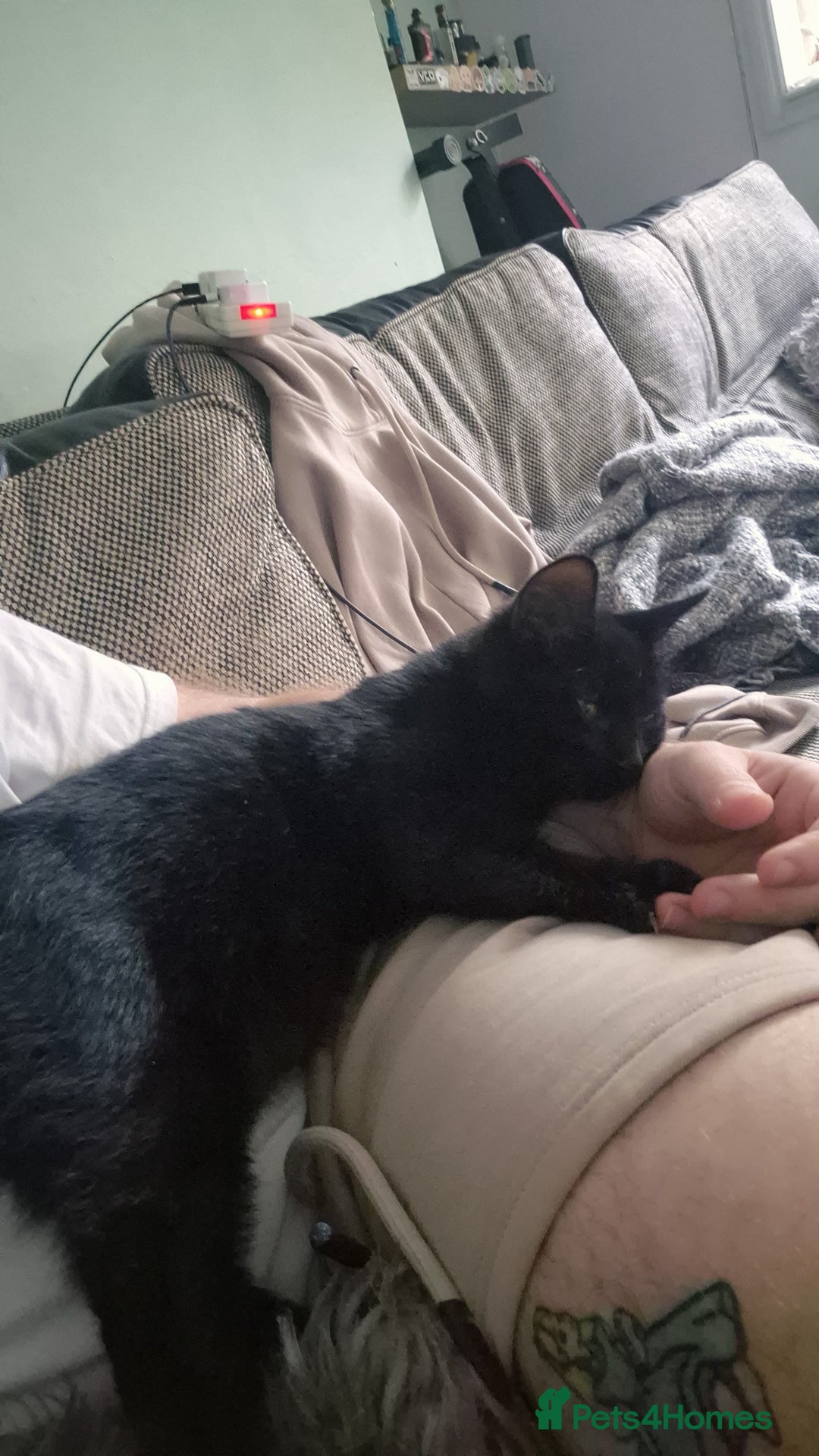 Mixed Breed cats for sale: Two cats to a good home! - Image 3