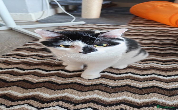 Domestic Shorthair cats - Advert 1