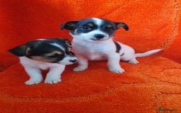 Jack Russell dogs for sale: Jack Russell puppies  - Image 5