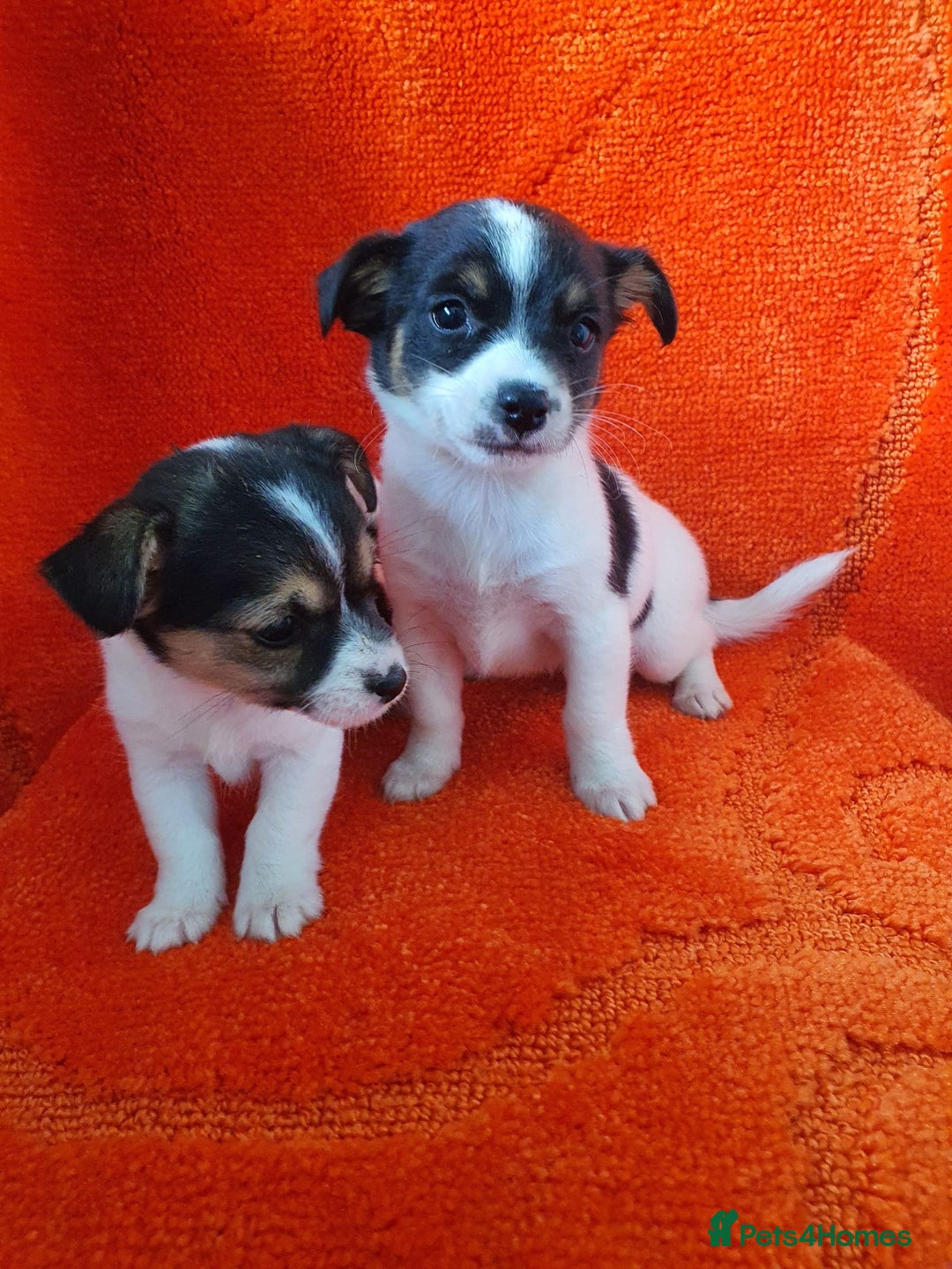 Jack Russell dogs for sale: Jack Russell puppies  - Image 5
