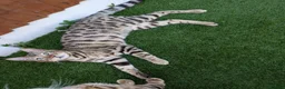 Bengal cats for sale: 2 Bengal kittens  - Advert 4
