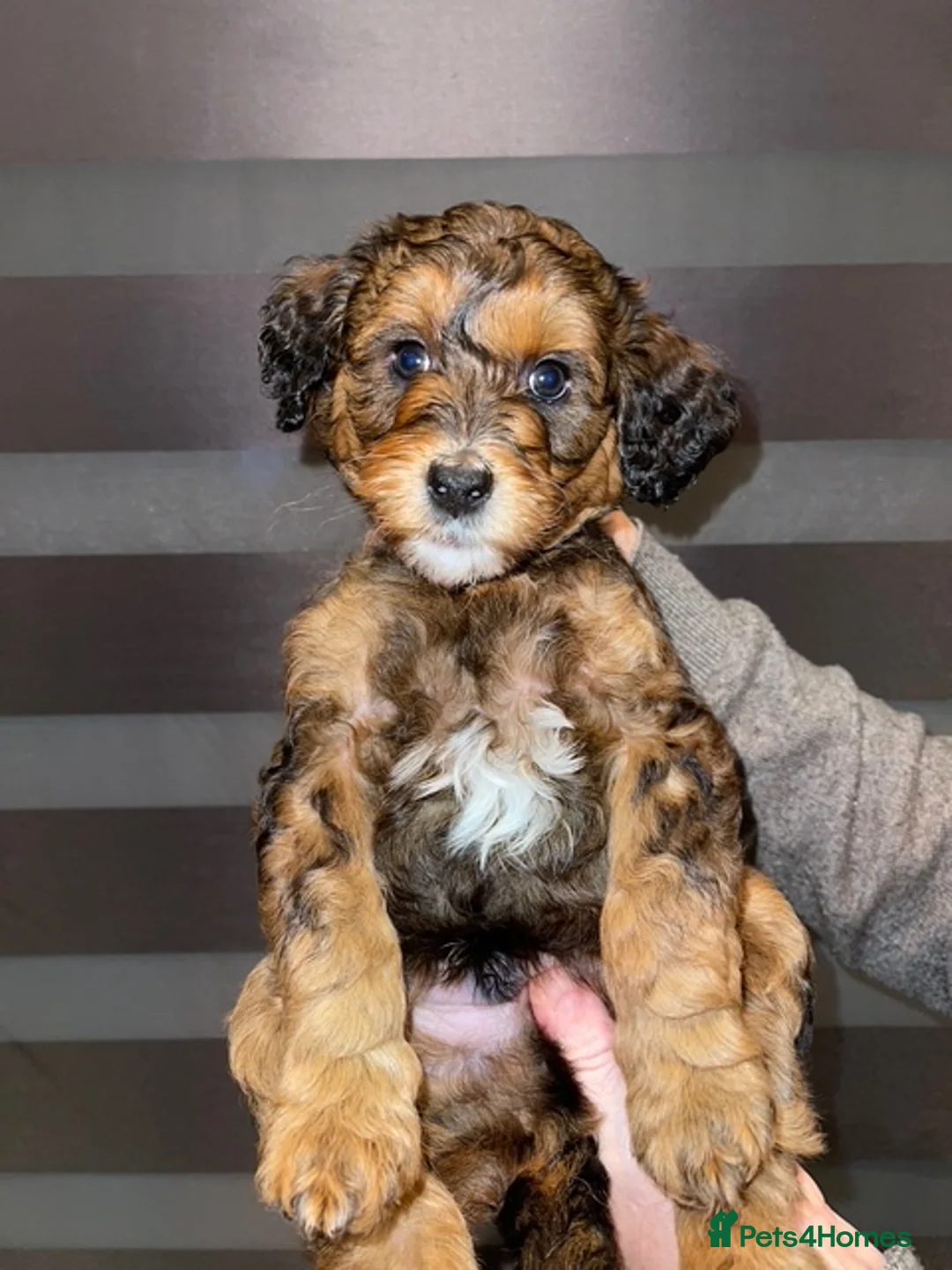 Cockapoo dogs for sale: For sale cockapoos - Advert 3