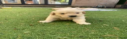 Golden Retriever dogs for sale: ⭐ KC Registered Golden Retriever Puppies ⭐️  - Advert 13