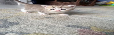 Scottish Fold 2