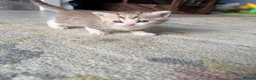 Scottish Fold cats for sale:  * Beautiful Scottish Straight Kittens for Sale! in Leeds - Advert 4