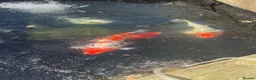 Pond Fish fish for sale: Various koi and goldfish  - Advert 2