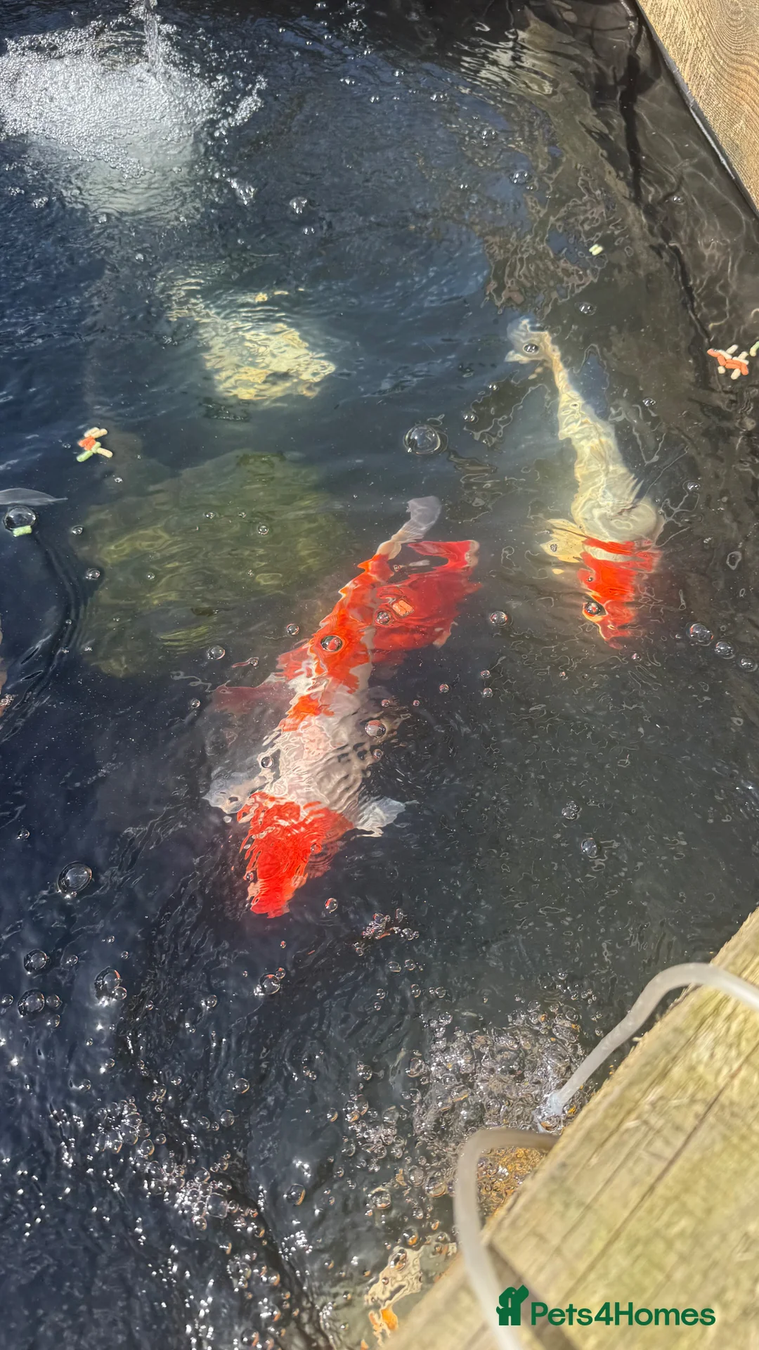 Pond Fish fish for sale: Various koi and goldfish  - Advert 2