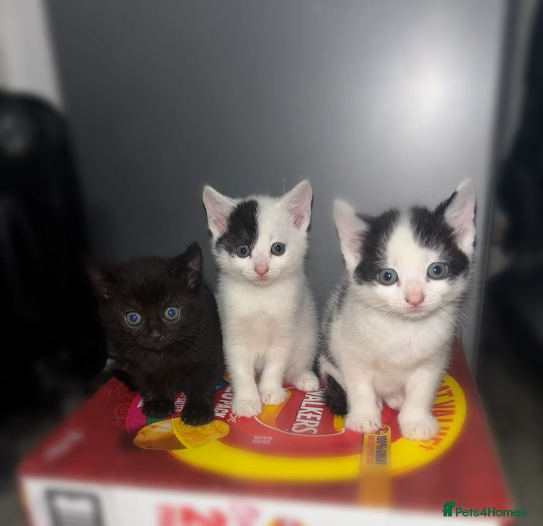 Mixed Breed cats for sale: 4 kittens looking for a home  - Advert 6
