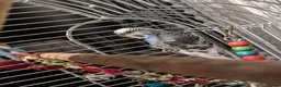Budgerigars birds for sale: Blue budgie and cage for sale - Advert 2
