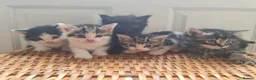 Mixed Breed cats for sale: 5 kittens for sale  - Advert 35