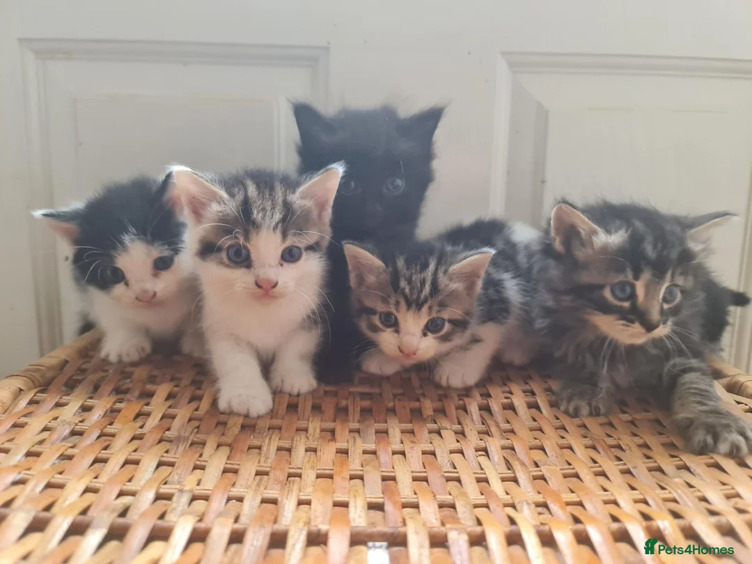 Mixed Breed cats for sale: 5 kittens for sale  - Advert 35