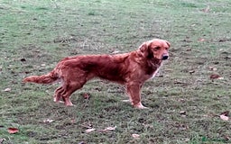 Golden Retriever dogs for sale: Working golden retriever puppies  - Image 3