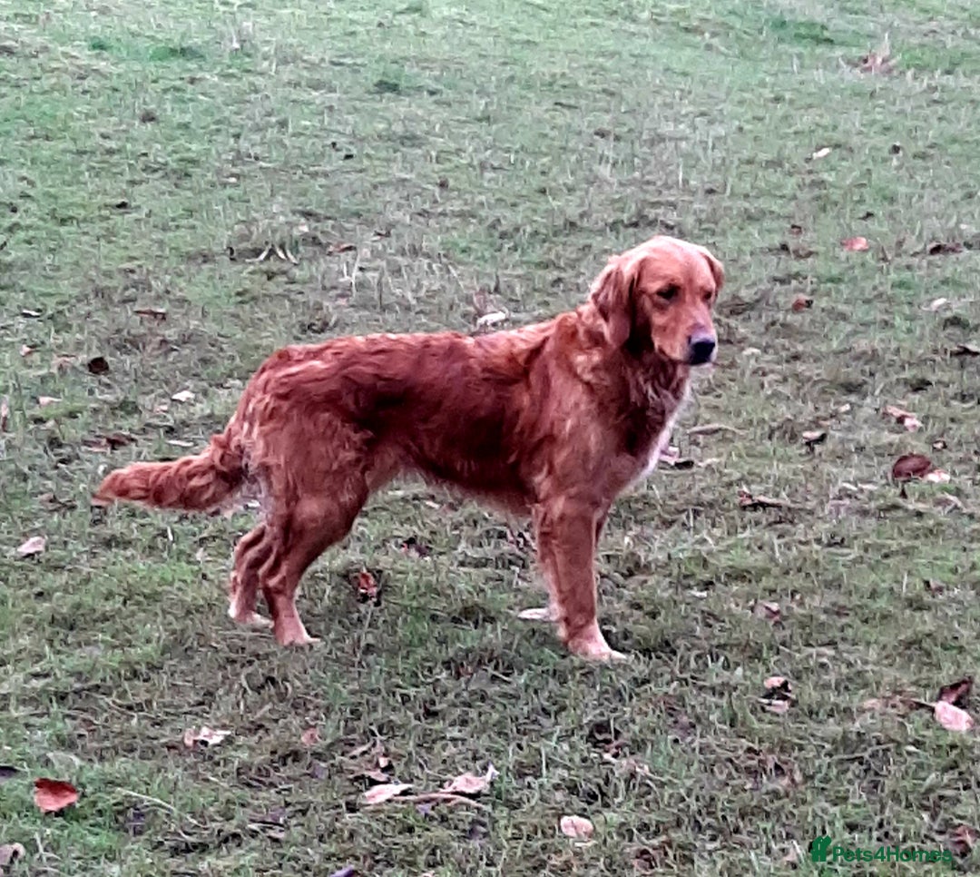 Golden Retriever dogs for sale: Working golden retriever puppies  - Image 3